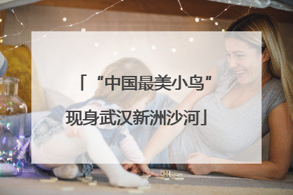 “中国最美小鸟”现身武汉新洲沙河