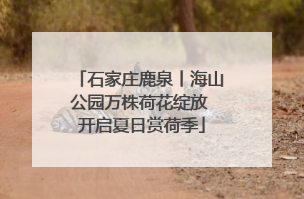 石家庄鹿泉丨海山公园万株荷花绽放 开启夏日赏荷季