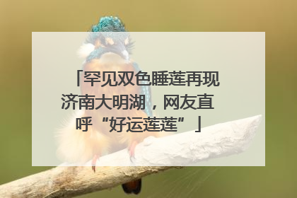 罕见双色睡莲再现济南大明湖，网友直呼“好运莲莲”