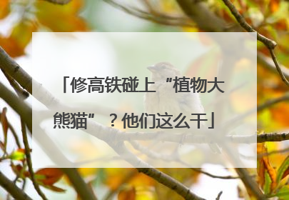 修高铁碰上“植物大熊猫”？他们这么干