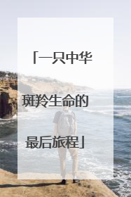 一只中华斑羚生命的最后旅程