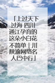 上过天下过海 四川通江孕育的这朵小白花不简单｜川陕渝网络名人巴中行
