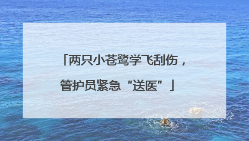 两只小苍鹭学飞刮伤，管护员紧急“送医”
