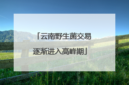 云南野生菌交易逐渐进入高峰期