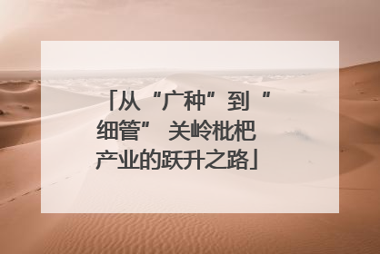 从“广种”到“细管” 关岭枇杷产业的跃升之路
