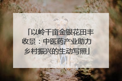 以岭千亩金银花田丰收景：中医药产业助力乡村振兴的生动写照
