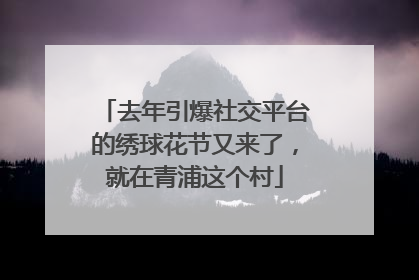 去年引爆社交平台的绣球花节又来了，就在青浦这个村
