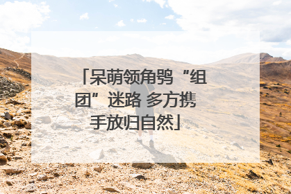 呆萌领角鸮“组团”迷路 多方携手放归自然