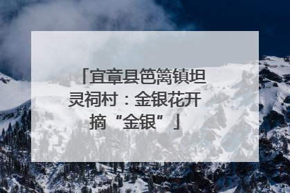 宜章县笆篱镇坦灵祠村：金银花开摘“金银”