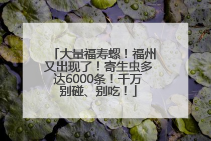 大量福寿螺！福州又出现了！寄生虫多达6000条！千万别碰、别吃！