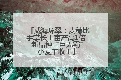威海环翠：麦穗比手掌长！亩产高1倍 新品种“巨无霸”小麦丰收！