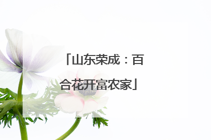 山东荣成：百合花开富农家