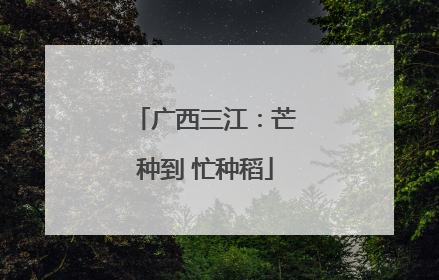 广西三江：芒种到 忙种稻