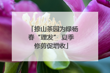 捺山茶园为绿杨春“理发” 夏季修剪促增收