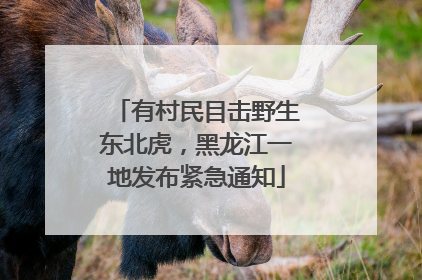 有村民目击野生东北虎，黑龙江一地发布紧急通知