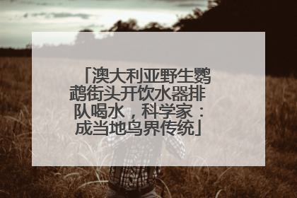 澳大利亚野生鹦鹉街头开饮水器排队喝水，科学家：成当地鸟界传统