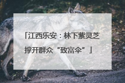 江西乐安：林下紫灵芝撑开群众“致富伞”