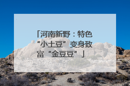 河南新野：特色“小土豆”变身致富“金豆豆”