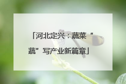 河北定兴：蔬菜“蔬”写产业新篇章