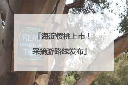 海淀樱桃上市！采摘游路线发布