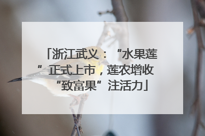 浙江武义：“水果莲”正式上市，莲农增收“致富果”注活力