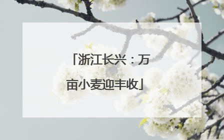 浙江长兴：万亩小麦迎丰收