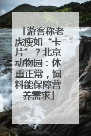 游客称老虎瘦如“卡片”？北京动物园：体重正常，饲料能保障营养需求