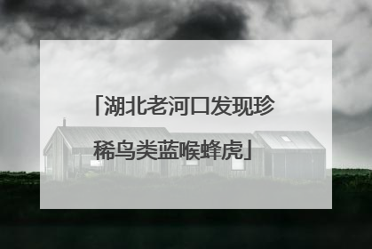 湖北老河口发现珍稀鸟类蓝喉蜂虎