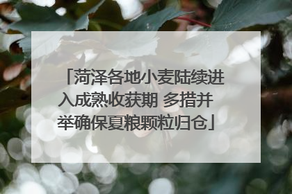 菏泽各地小麦陆续进入成熟收获期 多措并举确保夏粮颗粒归仓
