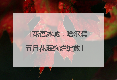 花语冰城：哈尔滨五月花海绚烂绽放