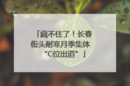 藏不住了！长春街头耐寒月季集体“C位出道”