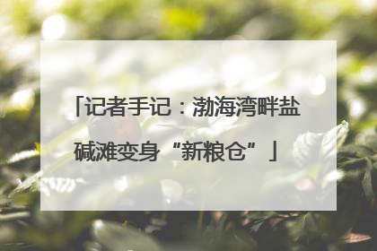 记者手记：渤海湾畔盐碱滩变身“新粮仓”