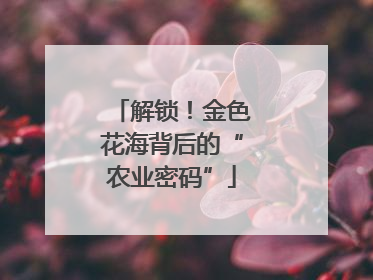 解锁！金色花海背后的“农业密码”