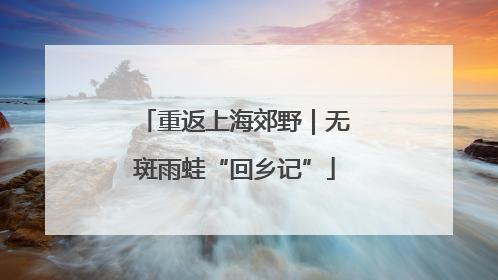 重返上海郊野｜无斑雨蛙“回乡记”