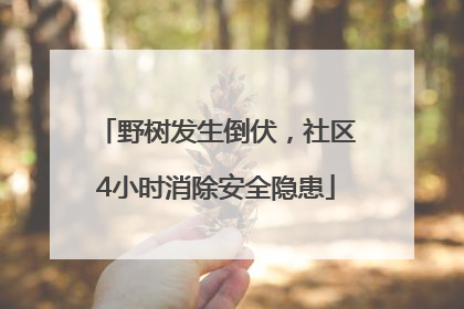 野树发生倒伏，社区4小时消除安全隐患