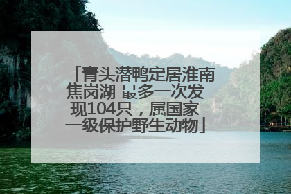 青头潜鸭定居淮南焦岗湖 最多一次发现104只，属国家一级保护野生动物