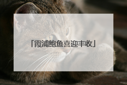 霞浦鲍鱼喜迎丰收