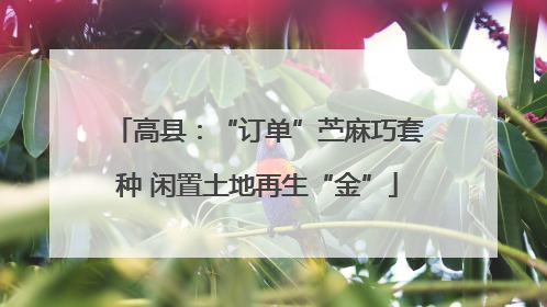 高县：“订单”苎麻巧套种 闲置土地再生“金”