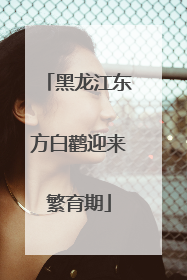 黑龙江东方白鹳迎来繁育期
